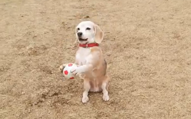 Ο σκύλος&#8230; τερματοφύλακας