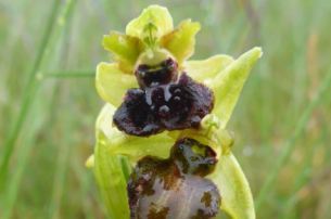 Σπάνια ομορφιά ανάμεσα στα&#8230; σκουπίδια