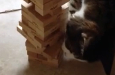 Γάτα αστέρι στο Jenga