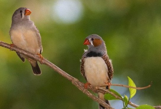Τα πουλιά μπορούν να καταλάβουν την ανθρώπινη ομιλία