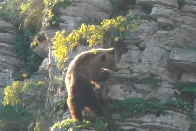 Αρκούδα αναρριχάται με το μωρό της σε απόκρημνη πλαγιά
