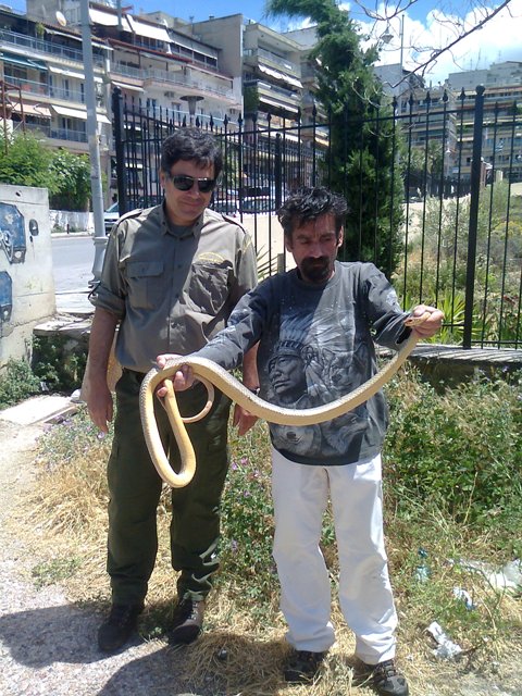 Φίδι δύο μέτρων εντοπίστηκε κοντά σε σχολείο στην Θεσσαλονίκη