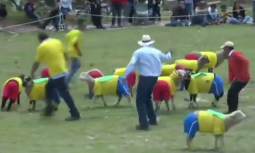 Τα πρόβατα παίζουν ποδόσφαιρο