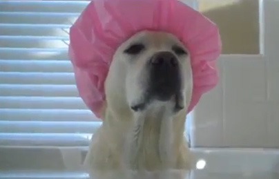 Σκύλοι που λατρεύουν το μπάνιο