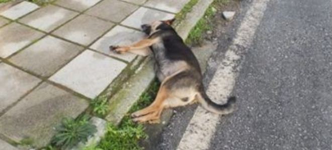 Σκότωσαν με φόλα 10 σκυλιά στη Θεσσαλία
