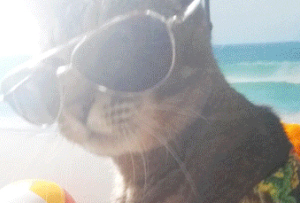 Το selfie της γάτας