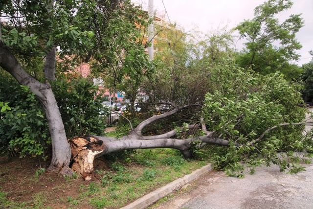 Καταπλακώθηκε από δέντρο στην Αρχαία Ολυμπία