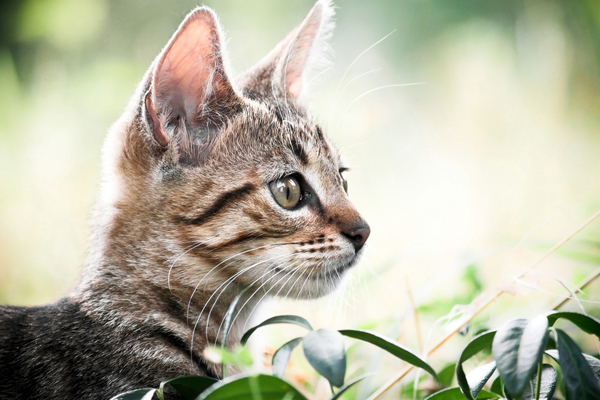 Διαπόμπευση και απειλές για τροχαίο με γάτα στη Ρόδο