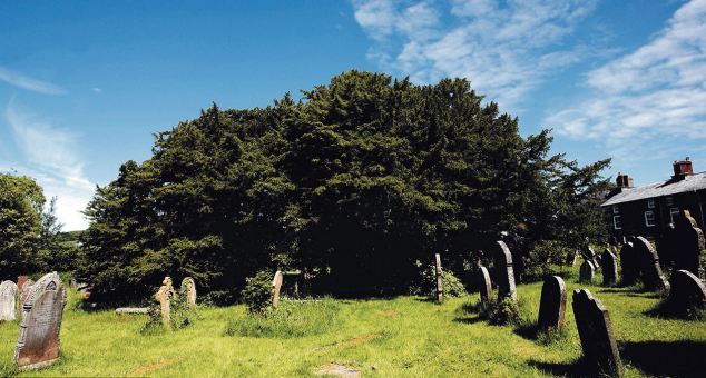 Το γηραιότερο δέντρο της Μ. Βρετανίας