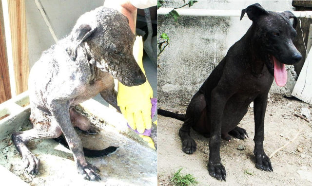 Σκύλοι πριν και μετά τη σωτηρία