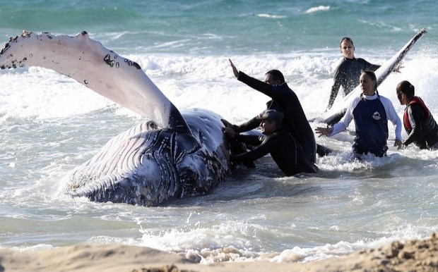 Συγκινητική διάσωση μικρής φάλαινας στην Αυστραλία