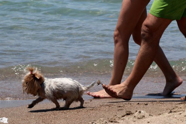 Ρύθμιση για την πρόσβαση των δεσποζόμενων ζώων σε παραλίες