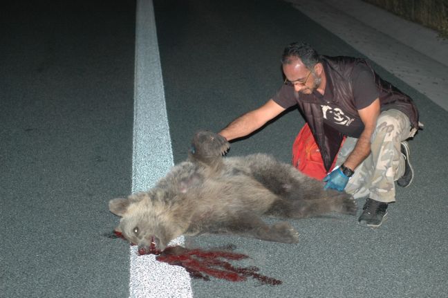 Νεκρή αρκούδα στην Εγνατία