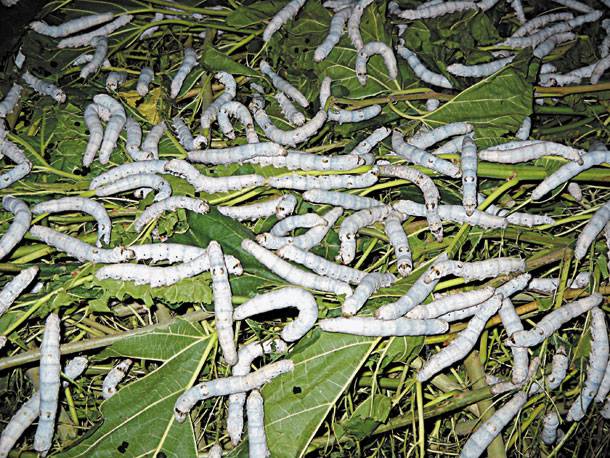 Αυξάνονται αυτοί που επιλέγουν το δρόμο του&#8230; μεταξιού στην Ελλάδα