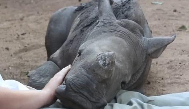 Ορφανός ρινόκερος βρίσκει παρηγοριά σε μια προβατίνα