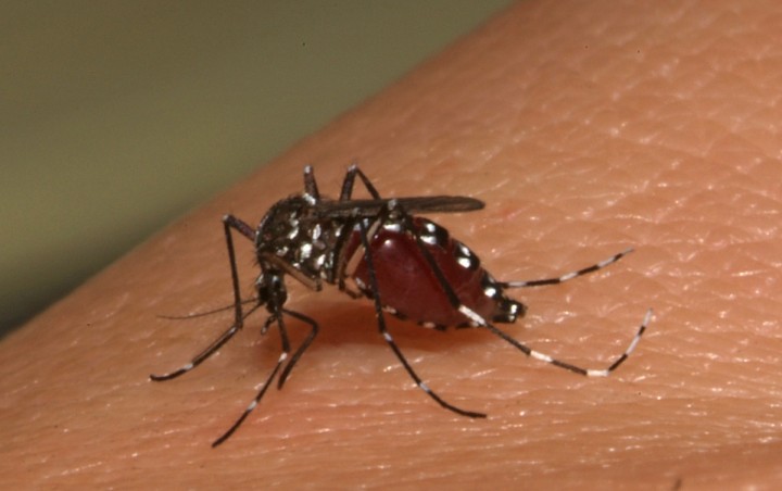 Τα κουνούπια&#8230; έλκονται από τα γονίδια