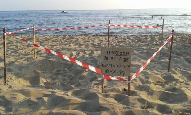 Καρέτα-καρέτα γέννησε τα αυγά της στην παραλία της Σπιάντζας