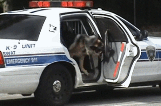 Πανέξυπνος αστυνομικός σκύλος