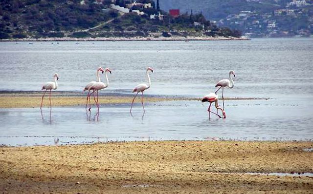 Σε καθεστώς προστασίας ο υγροβιότοπος Βουρκάρι Μεγάρων