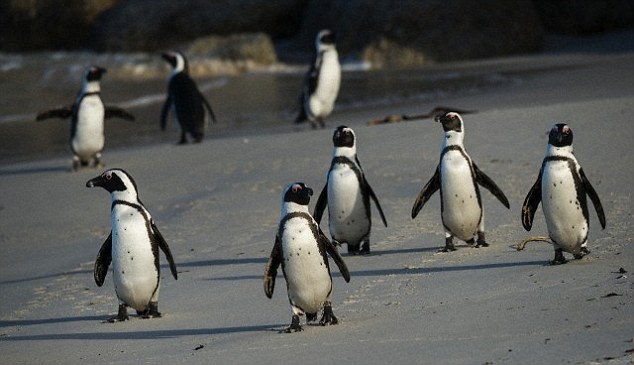 Η «μυστική» γλώσσα των πιγκουίνων