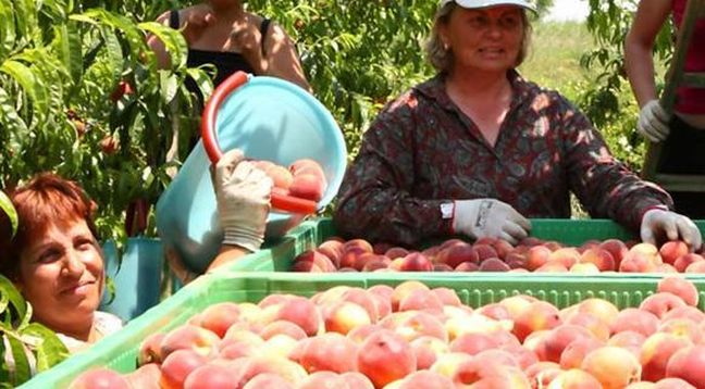 Ευρωπαϊκή στήριξη στους παραγωγούς ροδάκινων και νεκταρινιών