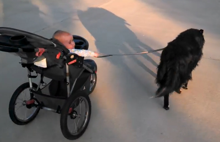 Σκύλος πάει βόλτα το μωρό