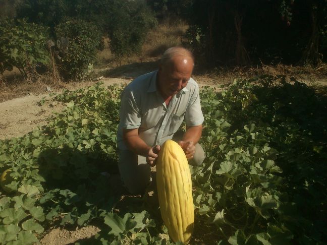 Αγγούρι &#8211; γίγαντας 8 κιλών στην Κρήτη