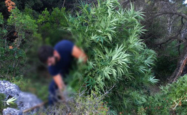 Τέσσερις φυτείες με 165 δενδρύλλια κάνναβης εντόπισαν οι Αρχές στο Μυλοπόταμο