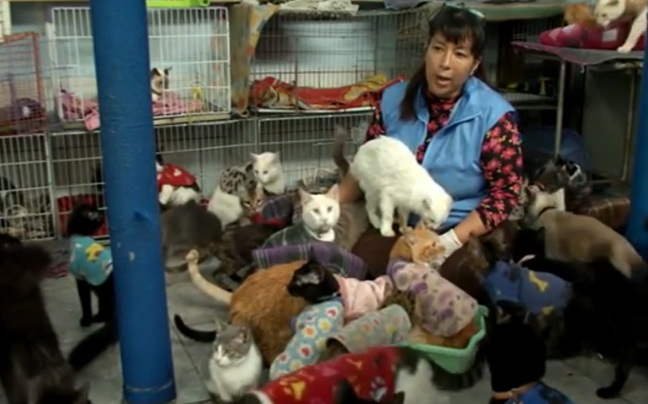 Νοσοκόμα φιλοξενεί 175 γάτες με λευχαιμία