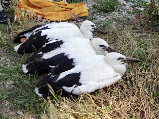 Προσπάθειες να βρεθεί «σπίτι»  για τραυματισμένα πουλιά