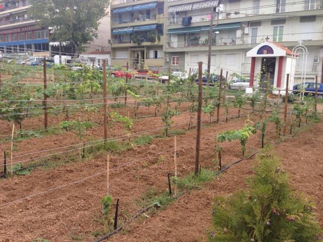 Προτάσεις για το όνομα του κρασιού από τον πρώτο ελληνικό αστικό αμπελώνα