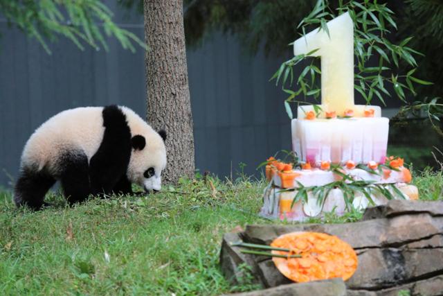 Η Bao Bao έσβησε το πρώτο της κεράκι