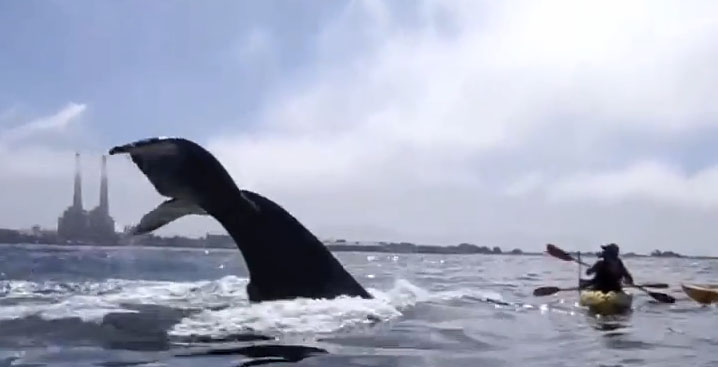 Στενές επαφές με φάλαινα