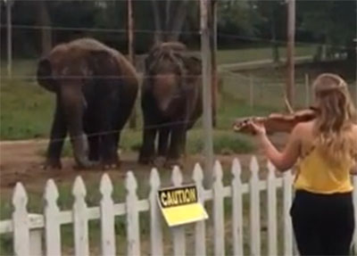 Ελέφαντες συνεπαρμένοι από βιολί