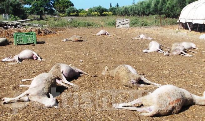 Δηλητηρίασαν κοπάδι πρόβατα στην Ηλεία