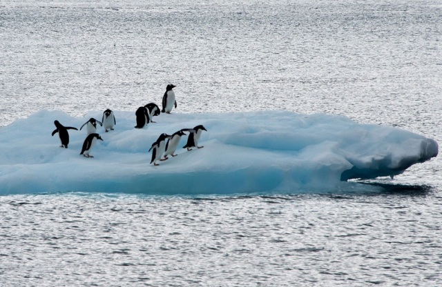 Ο «Άτλας θαλάσσιας ζωής» της Ανταρκτικής