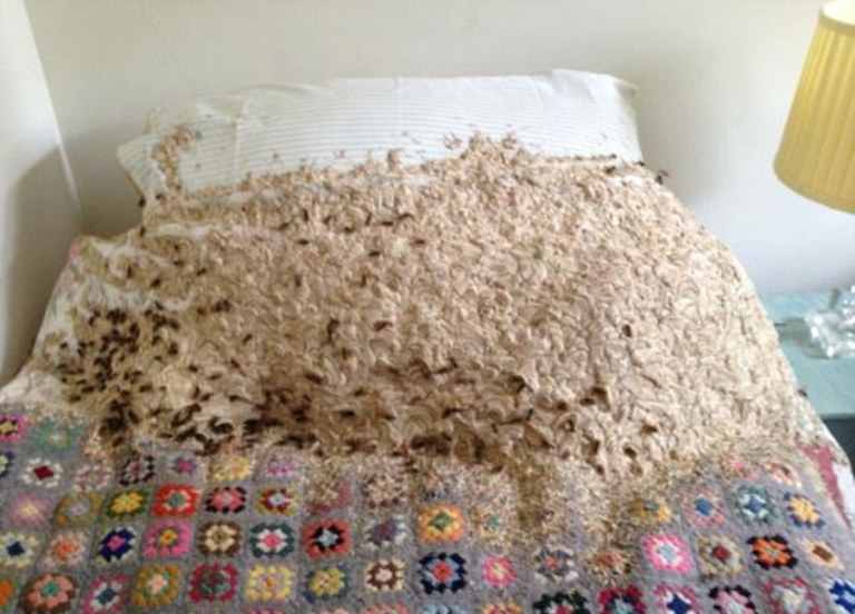 Σφήκες «έστρωσαν» μια τεράστια φωλιά πάνω σε κρεβάτι