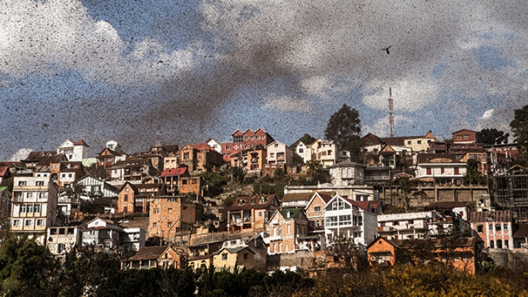 Δισεκατομμύρια ακρίδες «έπνιξαν» τη Μαδαγασκάρη