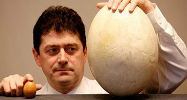 Το μεγαλύτερο αυγό του κόσμου σε δημοπρασία