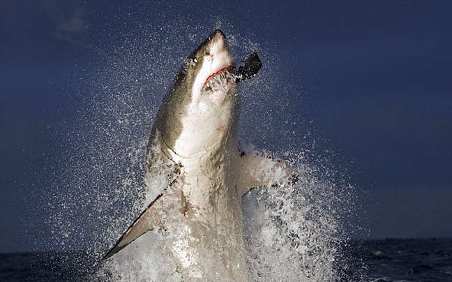 Άλλος ένας νέος έχασε τη ζωή του από επίθεση καρχαρία στην Αυστραλία