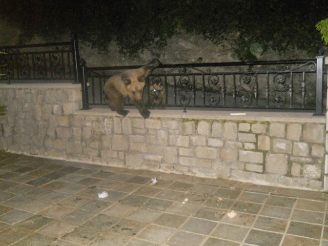 Αρκουδάκια κόβουν βόλτες στο Μέτσοβο