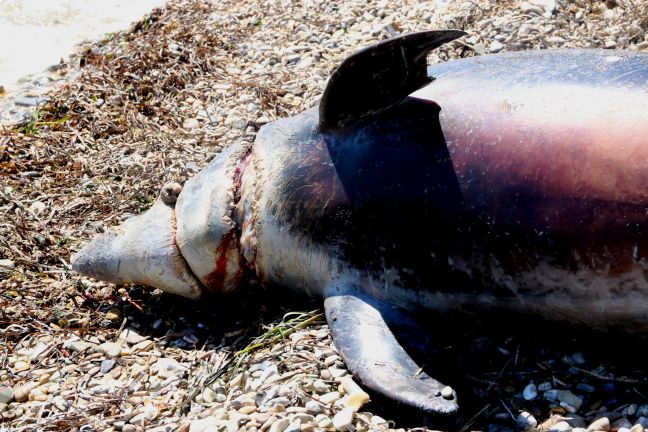 Νεκρό δελφίνι στο Άργος