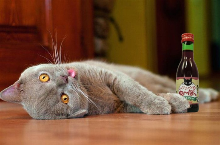 Κυκλοφόρησε κρασί ειδικά για&#8230; γάτες