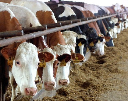 Στην γαλακτοκομική αγορά της Αυστραλίας επενδύουν οι Κινέζοι