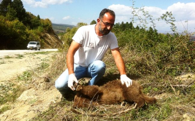 Αρκουδάκι χτυπήθηκε από αυτοκίνητο