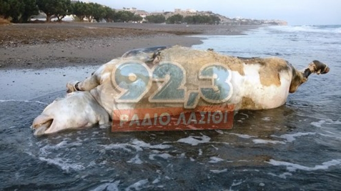 Η θάλασσα ξέβρασε έναν… ταύρο