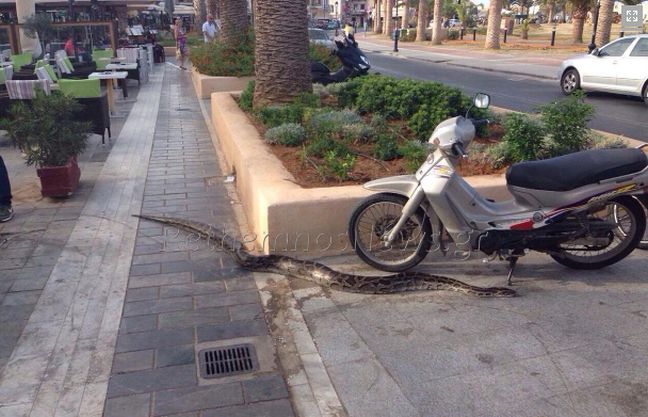 Πύθωνας κάνει «βόλτα» στο Ρέθυμνο