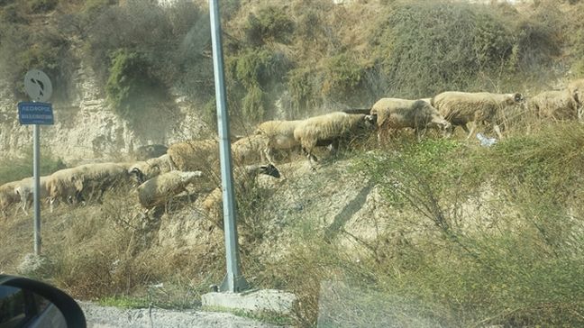 Σε… ποιμνιοστάσιο μετατράπηκε κεντρικός δρόμος του Ηρακλείου στη Κρήτη