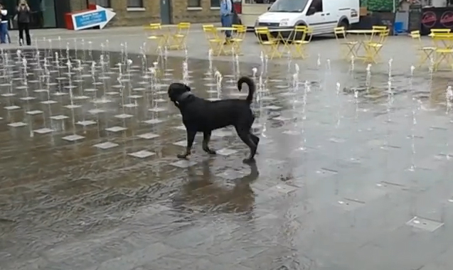 Απίστευτη κακοποίηση σκύλου στην Ξάνθη