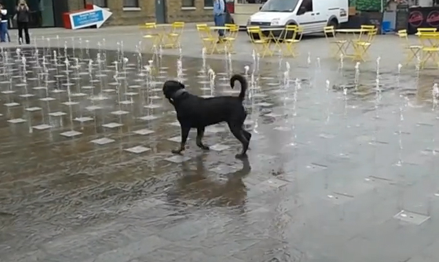 Στο αυτόφωρο για δηλητηρίαση σκύλου